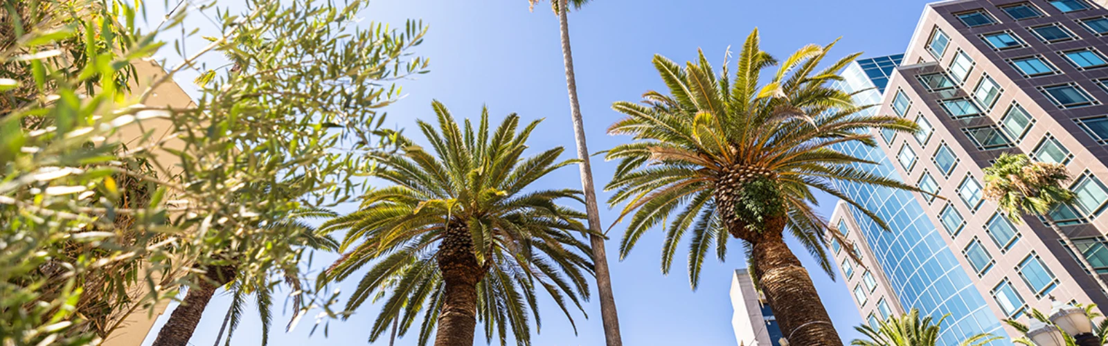 10 Best Restaurants in Anaheim for Every Food Lover
